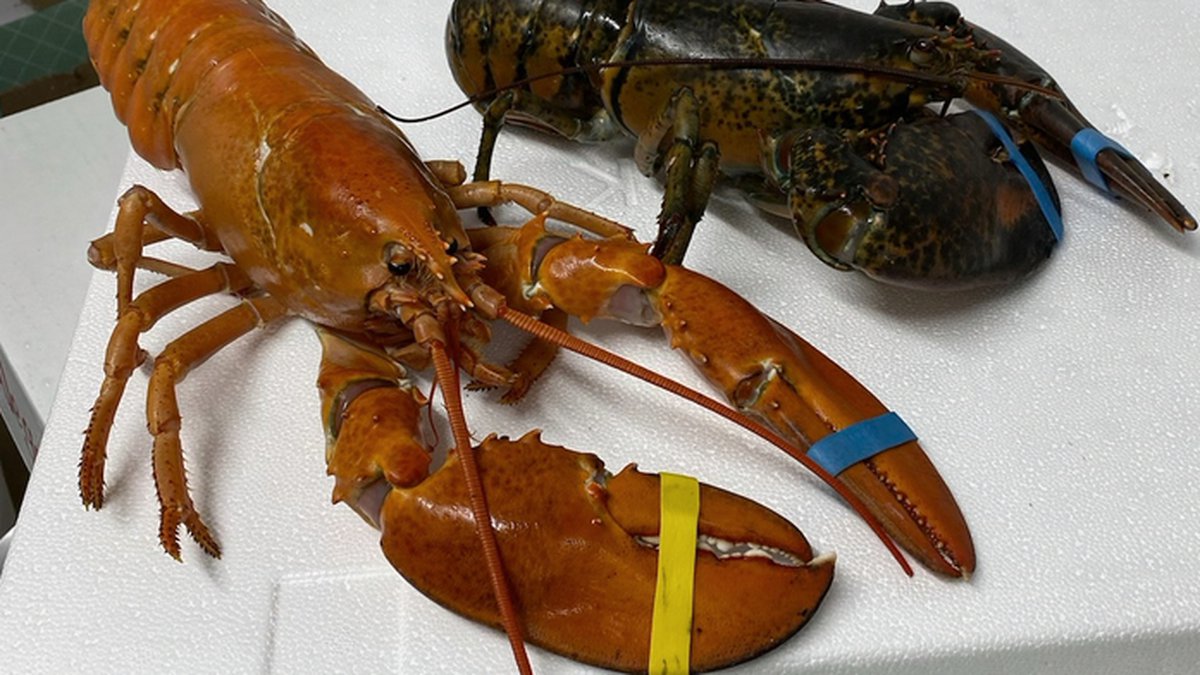 rare-orange-lobster-beats-vegas-odds-at-downtown-steakhouse