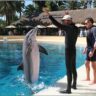 mirage-las-vegas-sees-second-dolphin-in-five-months-die