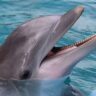 mirage-dolphin-habitat-closing-permanently
