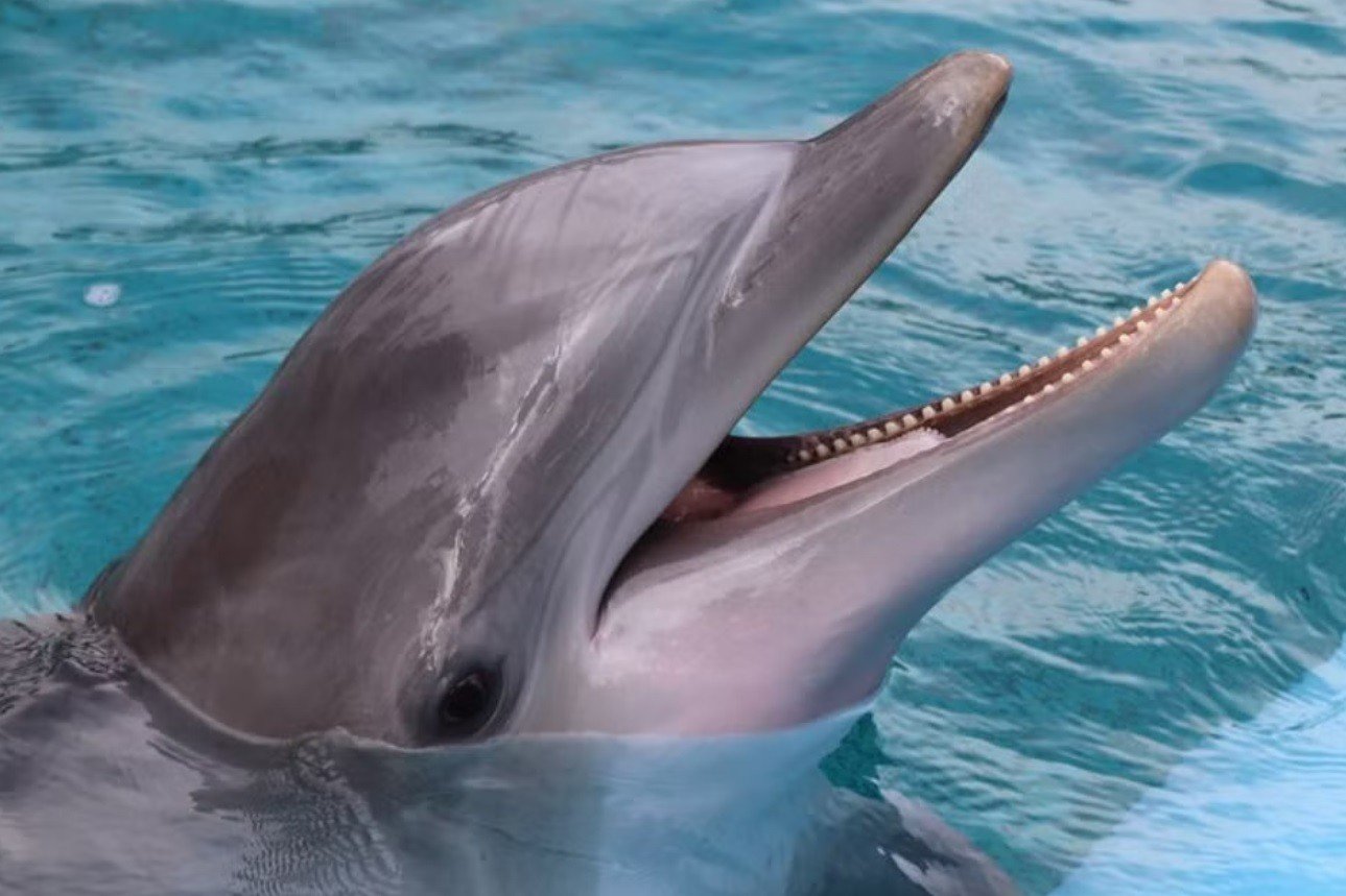 mirage-dolphin-habitat-closing-permanently