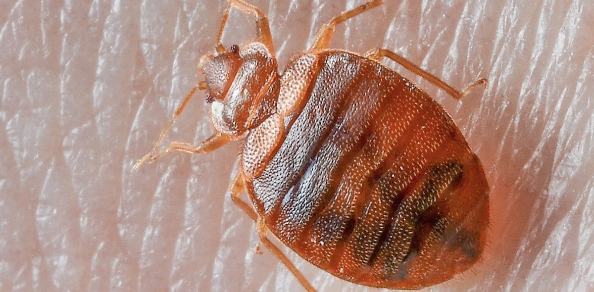 las-vegas-guests-find-bed-bugs-at-seven-hotels-—-report
