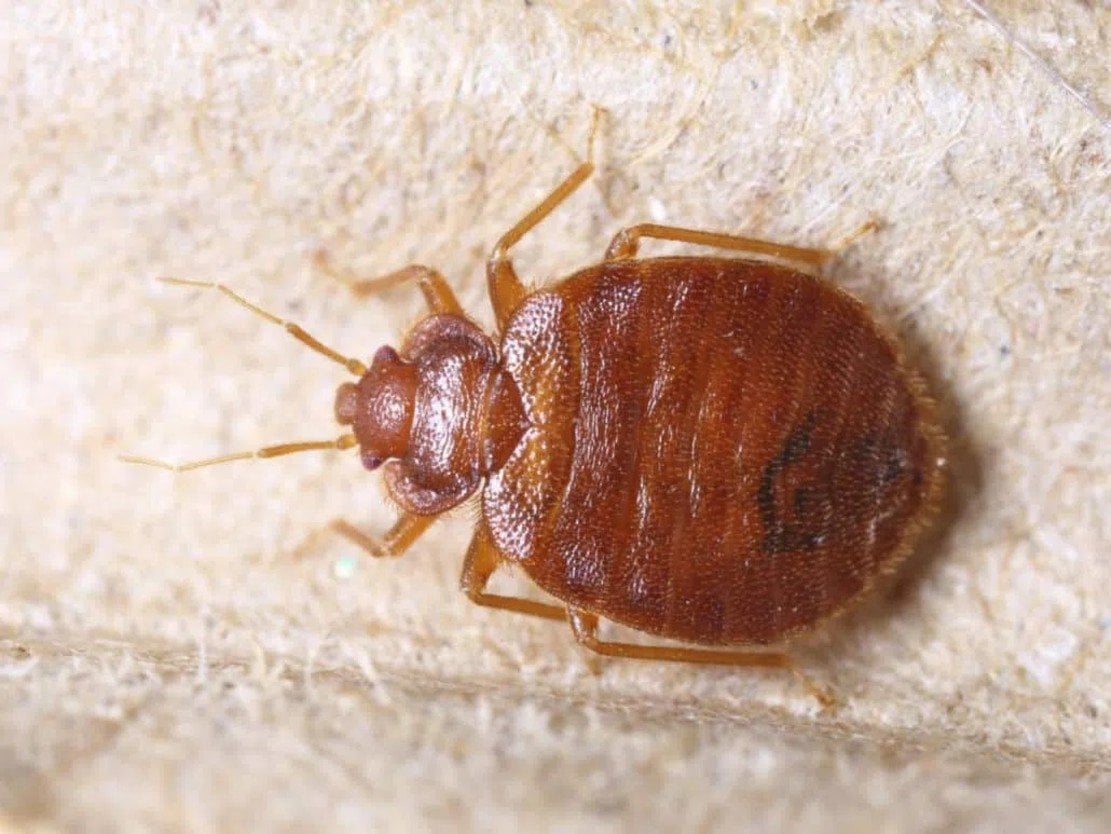 bed-bugs-found-in-two-more-las-vegas-hotels-brings-total-to-nine-—-report